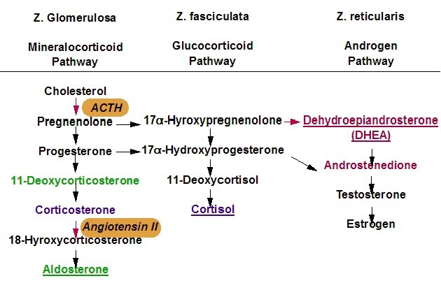 Adrenal Gland Cross Sections & Adrenal Cortex Steroid Biosynthesis ...